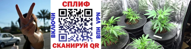 Марихуана гибрид Жиздра